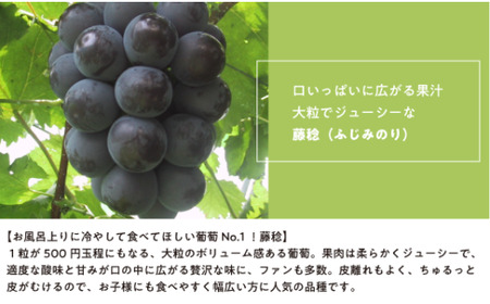【きよとうファーム】大粒ぶどうの藤稔　お試し１房入　/房600g以上 (岡山県産)【KF-B088-02】