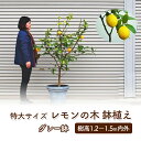 【ふるさと納税】苗木 レモン 特大サイズ レモンの木 鉢植え グレー鉢 1個 植物 ガーデン ※配送不可:北海道、沖縄、離島　【苗木・果物類・柑橘類・レモン・檸檬】