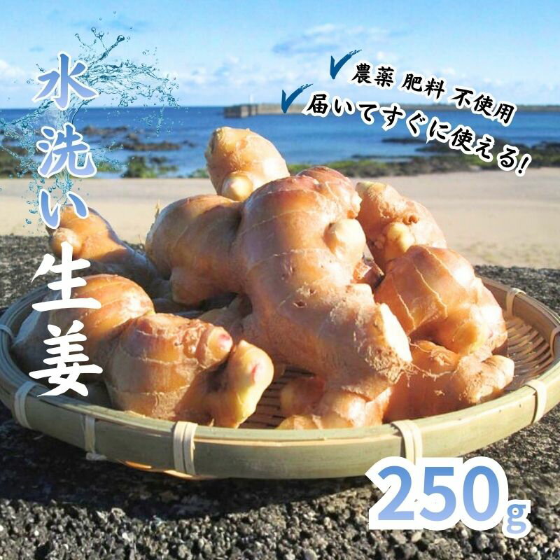 【ふるさと納税】 こだわり 農法 生姜 水洗い 250g 自然 生姜 しょうが ショウガ 野菜 調味料 薬味 ジンジャーエール ジンジャー 高知 黒潮町 ふるさと納税 人気 ふるさと納税生姜 ふるさと納税薬味