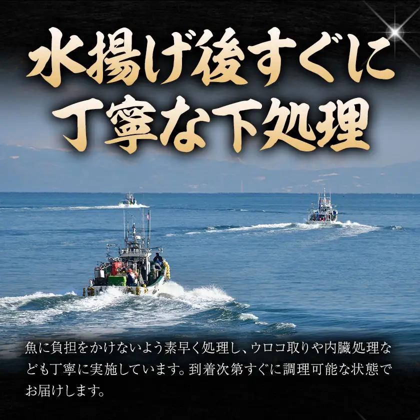 海鮮 海鮮詰め合わせ セット A おまかせ 3～4種 下処理済み 石崎水産