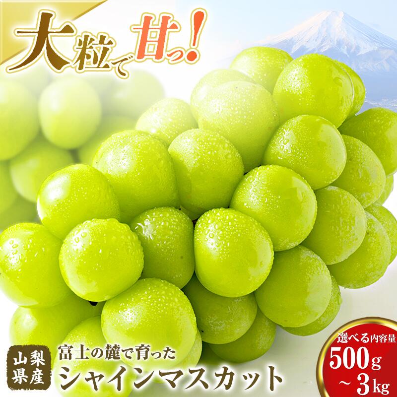 【ふるさと納税】【2026年先行予約】山梨県産 シャインマスカット 選べる500g以上～3.0kg 送料無料 やまなし 山梨 山梨県 シャイン 新鮮 美味しい 産地直送 贈答用 ギフト 山梨県産 フルーツ 果物 ぶどう 葡萄 ブドウ 旬 【都留市】
