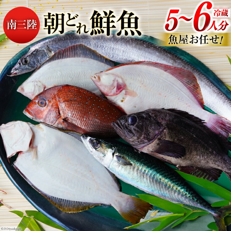 【ふるさと納税】鮮魚 詰め合わせ 朝どれ鮮魚BOX 5～6人前 下処理済み [さかなのみうら 宮城県 南三陸町 30aj0007] 魚 旬 朝とれ 産地直送