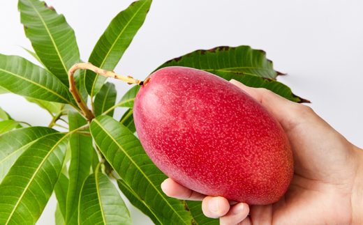 大阪茨木 小川農園の《贈答用》完熟マンゴー約700g〈2個入〉【R8年7月中旬発送開始】【配送不可地域：離島】