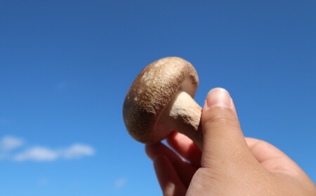 【準備が出来次第発送】しいたけ 菌床生しいたけ１kg