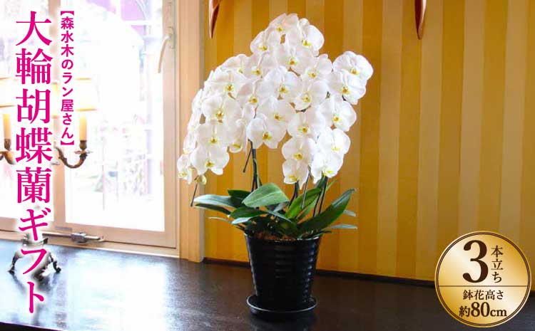 【森水木のラン屋さん】大輪胡蝶蘭 3本立ち