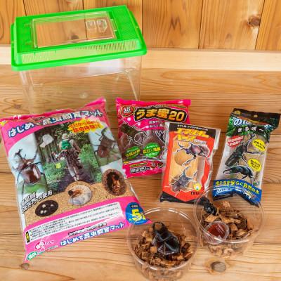 ふるさと納税 かすみがうら市 オオクワガタチャレンジ飼育セット(オス・メス各1匹)【オス70mm以上】 |  | 02