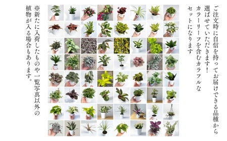 【期間限定】蒲郡で栽培した観葉植物セット（4種）_【G0748】