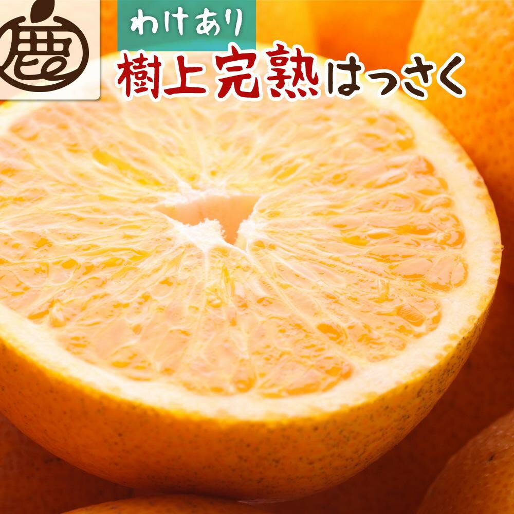 【ふるさと納税】【選べる容量】先行予約 家庭用 樹上完熟はっさく1.5～10kg+250g（傷み補償分）［有田の春みかん・五月八朔・木生りはっさく］［光センサー選別］［訳あり・わけあり］ | 柑橘 フルーツ 果物 くだもの 食品 人気 おすすめ 送料無料