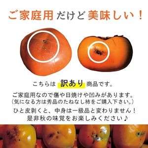 お試しに！【ご家庭用】紀の川柿 約1.5kg カキエモン農園 【2025年10月中旬～11月中旬頃順次発送】/ 和歌山県 かつらぎ町 果物 くだもの フルーツ 柿 かき 和歌山 人気 送料無料【BX-