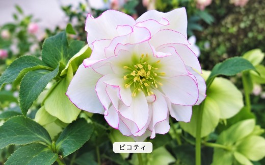 八ヶ岳・原村産　クリスマスローズ（八重咲き）2鉢セット 【ピコティ×ブロッチ】 | クリスマスローズ 花苗 鉢植え 鉢花 信州 八ヶ岳 長野県 諏訪郡 原村