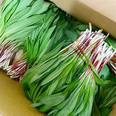 ふるさと納税 平取町 【ギョウジャニンク】山菜スパイスおちゃっちゃり　35g |  | 02