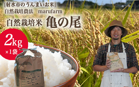 【射水の美味しいお米】【自然栽培農法】自然栽培農家 marufarm 自然栽培米「亀の尾」2kg ※2026年10月～発送
