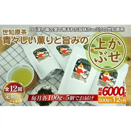 世知原茶 青々しい薫りと旨みの上かぶせ【12回定期便】