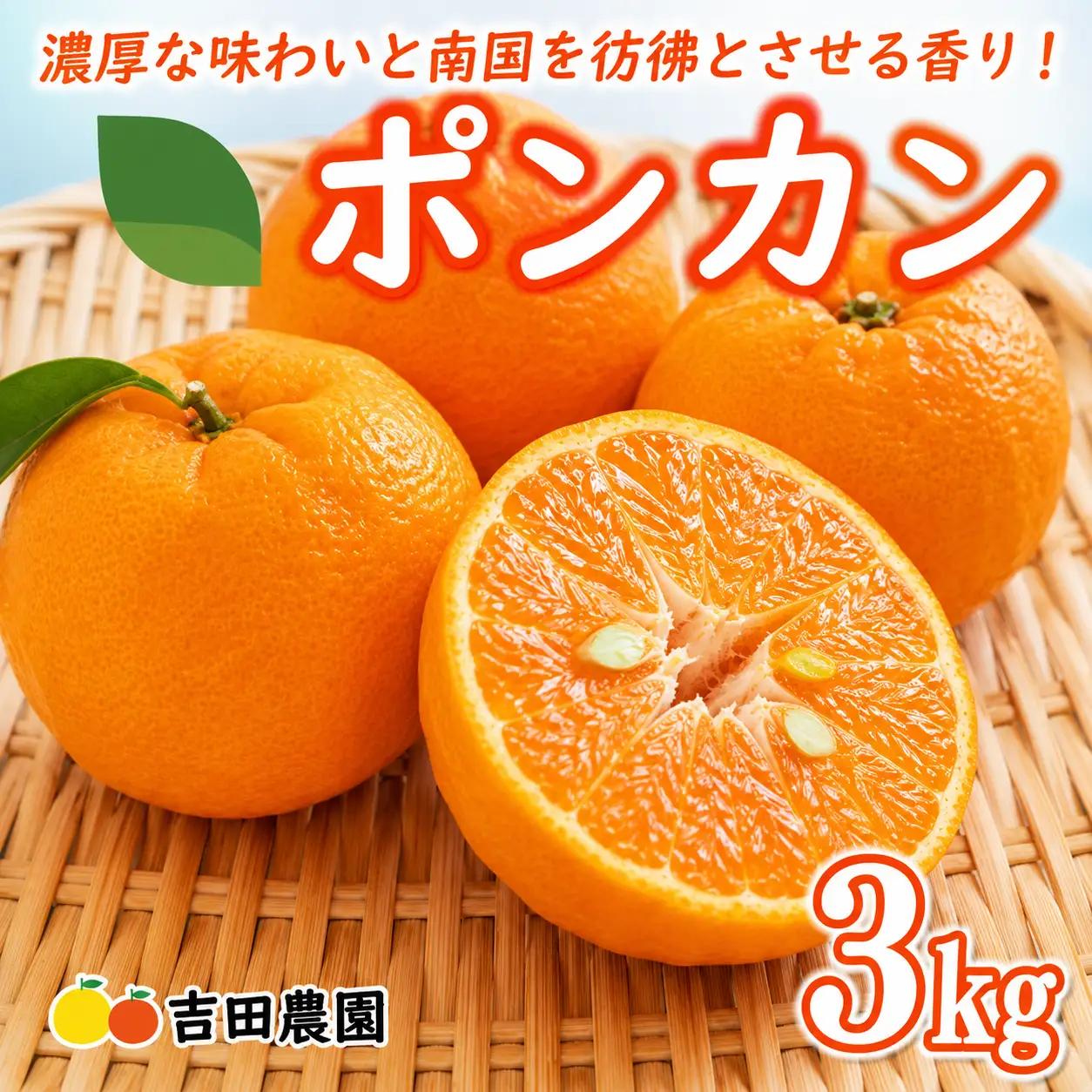 【先行予約】 【愛南産 ポンカン】冬の柑橘 ポンカン 3kg みかん 柑橘 ジューシー 愛媛 愛南 吉田農園