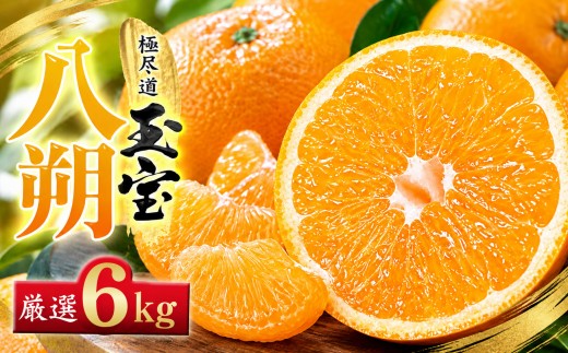 【先行受付】【凛とした苦み】クセになる旨み【八朔】6kg　愛媛県産【64-101】【1751166】ふるさと納税 果物 くだもの はっさく 八朔 みかん ミカン 蜜柑 柑橘 フルーツ 選べる 3.5kg 6kg 12kg 内容量 期間限定 季節限定 特産品 YWTY091