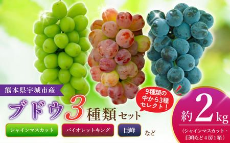 先行予約【2026年8月下旬から2026年9月上旬頃発送】 ブドウ 3種類セット 約2kg 