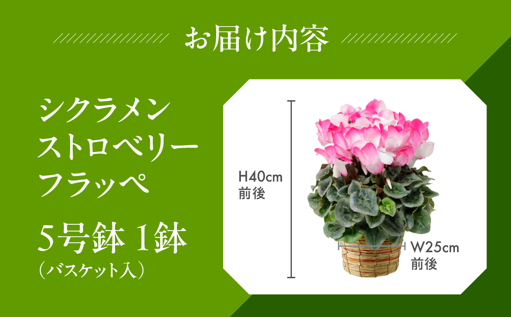 シクラメン ストロベリーフラッペ 観葉植物 植物 5号鉢 人気 おしゃれ かわいい 初心者 枯れにくい 育てやすい お手入れ 室内 大鉢 中型 インテリア リビング 玄関 寝室 キッチン オフィス プ
