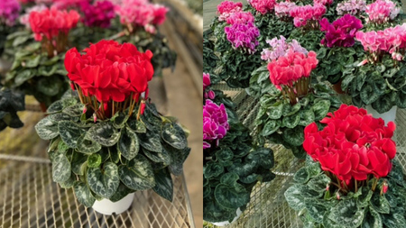 シクラメン 6号鉢 1鉢 鉢植 ギフト クリスマス プレゼント 鉢花 フラワーギフト おまかせ 贈答