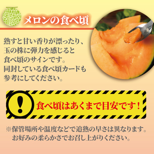 訳あり 貴味レッド 約10kg ( 2L ~ 6L ) ( 約 4玉 ~ 7玉 ) メロン メロン メロン メロン メロン メロン メロン メロン 