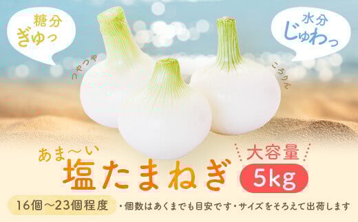 AS-015【先行予約】湯田口海岸産 塩玉ねぎ 約5kg （3月以降順次発送）