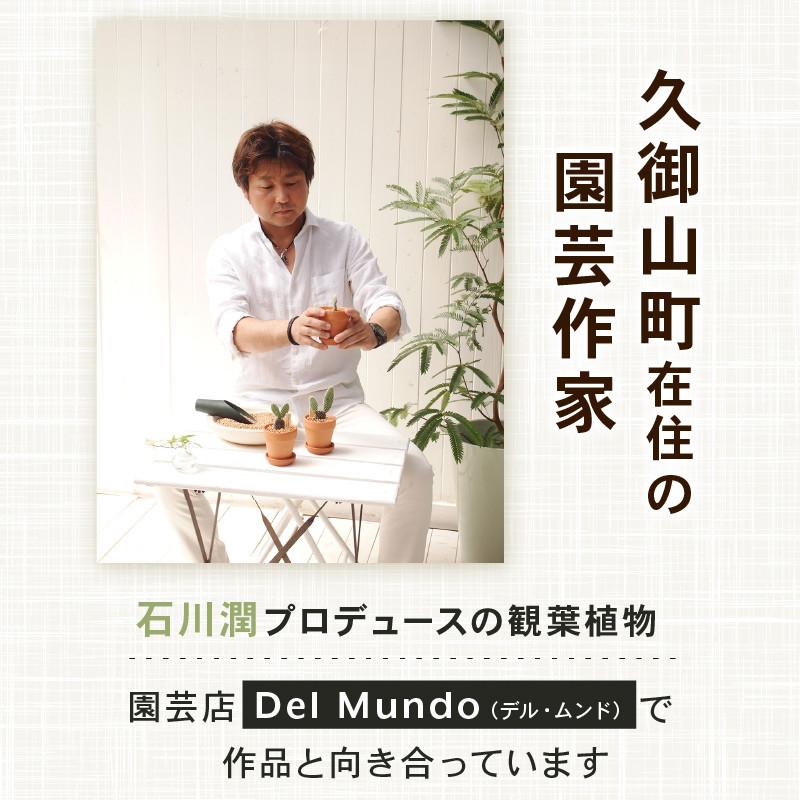 ふるさと納税 久御山町 【先行受付】2026年 イングリッシュラベンダー ギフト 京都府久御山町 |  | 02