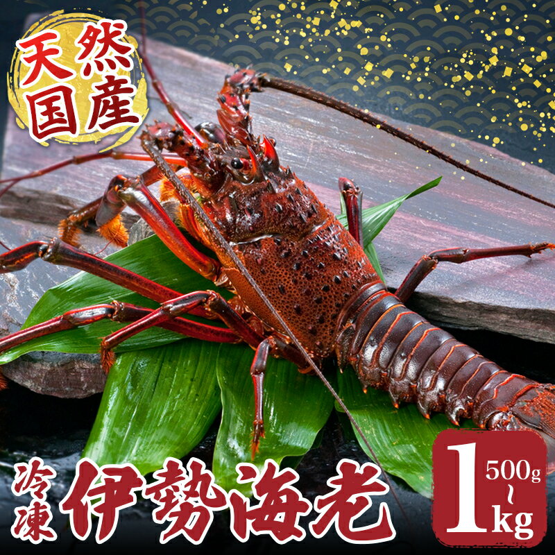 【ふるさと納税】 冷凍 伊勢海老 選べる容量 約500～1000g 伊勢えび 産地直送 天然 国産 海鮮 新鮮 刺し身 味噌 焼き物 ギフト 贈答 えび 海老 ebi いせえび 高級食材 お歳暮 お正月 年末年始 三重県 南伊勢 伊勢 志摩