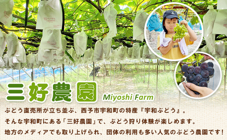 ＜三好農園のぶどう収穫体験チケット（大人2名様と小人1名様プラン）＞ 宇和ぶどう 葡萄 ブドウ 収穫 ぶどう狩り デラウェア ハニービーナス ブラックオリンピア ピオーネ シャインマスカット 巨峰 旅