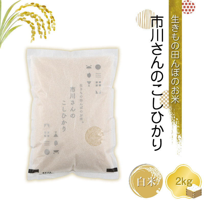 
生きもの田んぼのお米　市川さんのこしひかり 令和6年産【白米2kg】農薬・化学肥料・除草剤不使用　精米　コメ　信州【 米 コメ 白米 精米 2キロ 無農薬 コシヒカリ 備蓄品 仕送り おすそ分け 備蓄米 長野県 佐久市 】
