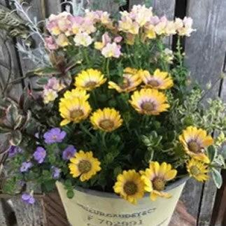 【ふるさと納税】【レビューキャンペーン対象商品】 季節 の 寄せ植え | フローリストカモノ花園 ガーデニング 花 植物 旬 おまかせ アレンジ 岐阜県 美濃加茂市 送料無料 M16S24