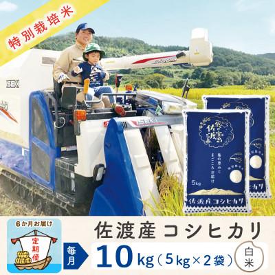 ふるさと納税 佐渡市 【毎月定期便】佐渡島産コシヒカリ 白米10Kg(5Kg×2袋) 特別栽培米 農家直送全6回