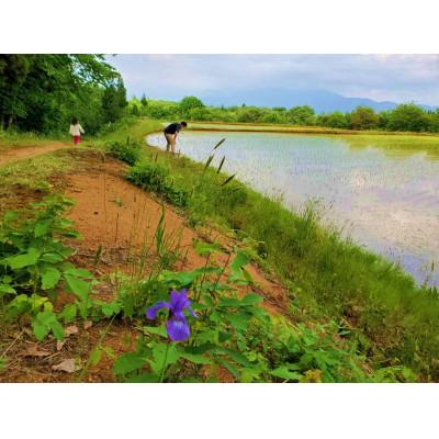 ふるさと納税 新庄市 【毎月定期便】米の匠みのりガーデン/金賞受賞農家の【特上 コシヒカリ】5kg全6回 |  | 02