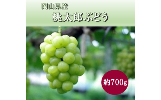 岡山県 勝央町産 桃太郎ぶどう (瀬戸ジャイアンツ) 約700g(1房) ＜10月発送＞ _A6