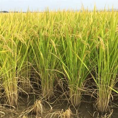 ふるさと納税 三条市 先行受付 新潟県三条産新之助 5kg×1袋 令和7年産新之助 精米 新潟県産新之助【017S140】 |  | 03