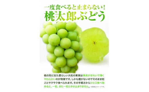 先行予約 岡山県産 桃太郎ぶどう （1房680g以上） 1房入り ぶどう フルーツ 令和8年産先行受付《2026年9月上旬-10月下旬頃出荷》【配送不可地域あり】H-26b