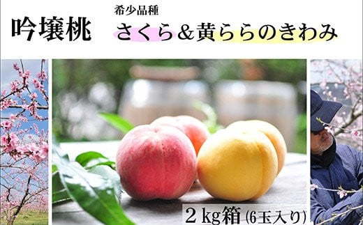 No.1523【限定50箱】吟壌桃「さくら＆黄ららのきわみ」約2kg【2025年発送】