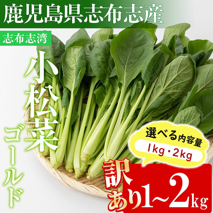 【ふるさと納税】【選べる内容量】【期間限定・訳あり】志布志湾小松菜ゴールド(1kg or 2kg) 小松菜 こまつな こまつ菜 野菜 やさい 小分け パスタ ナムル スムージー ラーメン 炊き込みご飯 期間限定 訳あり 訳アリ 鹿児島県産 志布志 1kg【そはら農園】