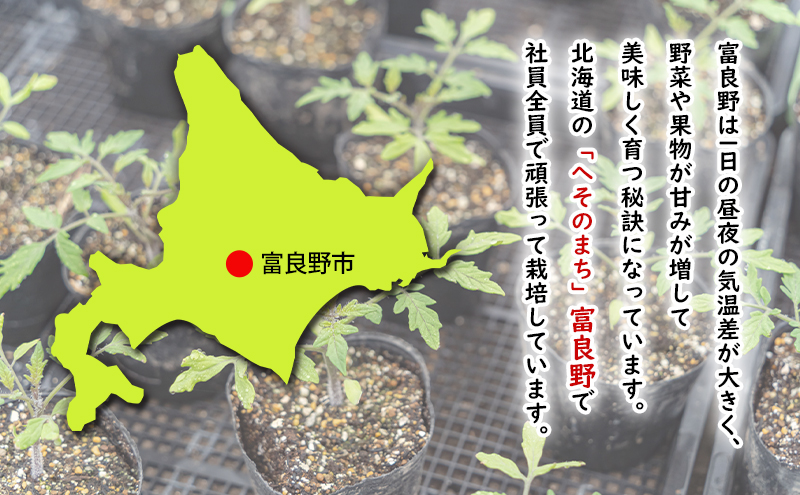 【2026年夏発送】ふらの ミニトマト 3kg（品種：ほれまる）