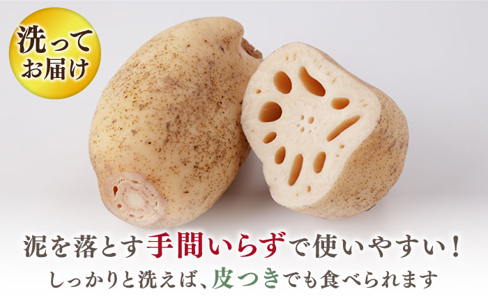 【先行予約】【真空パック】リピーター続々！ 洗いれんこん 約2kg【和泉農園】蓮根 レンコン 洗い 根菜 野菜 佐賀県産 [ICE001]