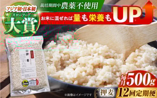 【全12回定期便】栽培期間中農薬不使用 押麦 500g ( 1等麦使用 ) 【葦農】[HAJ039] 麦 雑穀 雑穀米 麦ごはん 1等麦 特別栽培農産物 佐賀 食物繊維 500g ご飯 定期便
