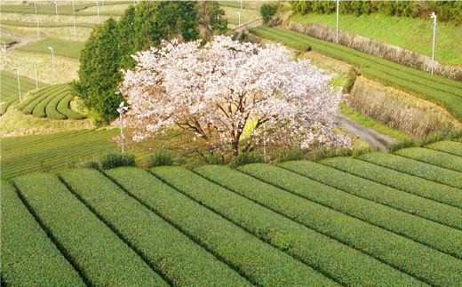 そのぎ茶 贅沢飲み比べセット (萌90g/啓90g/ティーバッグ3g×12個) 東彼杵町/中里茶農園 [BCH001] 茶 お茶 緑茶 日本茶 玉緑茶 茶 お茶 緑茶 日本茶 玉緑茶 茶 お茶 緑茶 