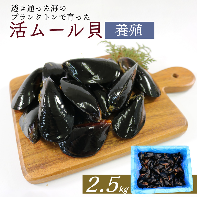 期間限定 活ムール貝 2.5kg