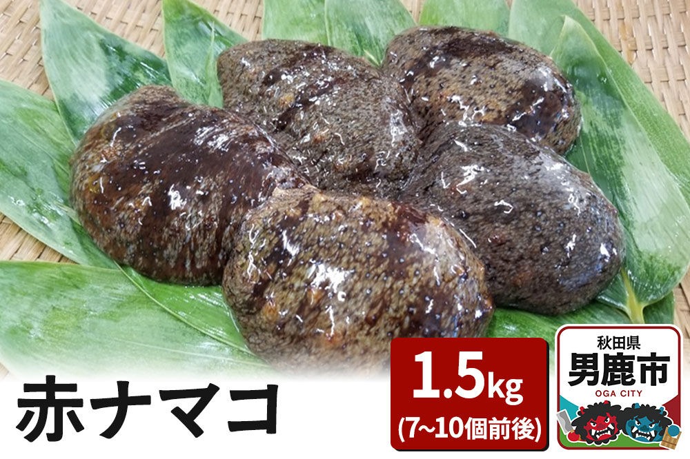【期間限定】赤ナマコ 約1.5kg （7～10個前後） なまこ 海風丸 秋田県 男鹿市|23_umk-080101