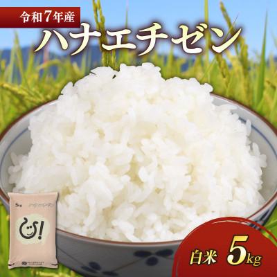 ふるさと納税 彦根市 令和7年産 ハナエチゼン白米5kg 噛むたびに広がる甘み