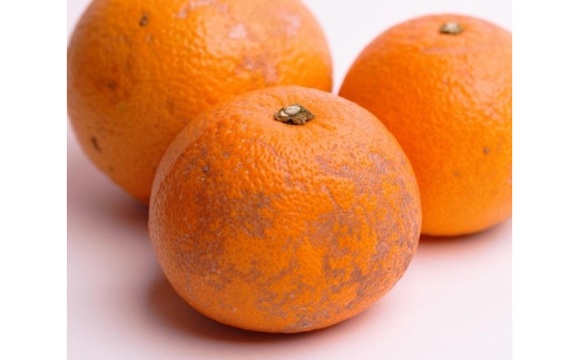 
            ［先行予約］家庭用 はっさく10kg+250g（傷み補償分）【八朔みかん】【訳あり・わけあり】［IKE30］
          