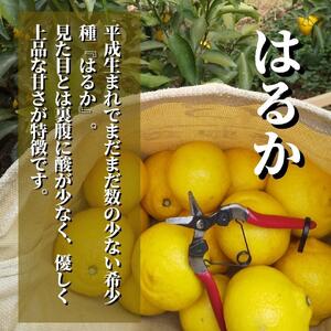 ＜2026年2月頃発送＞ 【先行予約】 【三種のみかん食べ比べ箱】せとか・はるか・宮内伊予柑 （家庭用）約2.8kg　食べくらべ 愛媛 みかん 詰め合わせ セット 先行予約 蜜柑 柑橘 果物 くだもの