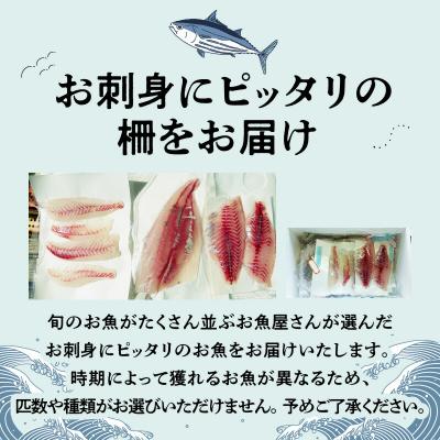 ふるさと納税 天草市 【隔月　6回お届け】天草天然鮮魚を直送　お刺身用柵定期便_S121-T02 |  | 01