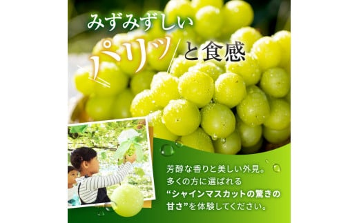 有機栽培　塩尻市桔梗ヶ原産シャインマスカット