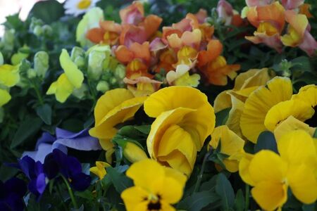 品種おまかせ 季節の花  寄せ植え 24ポット 花 