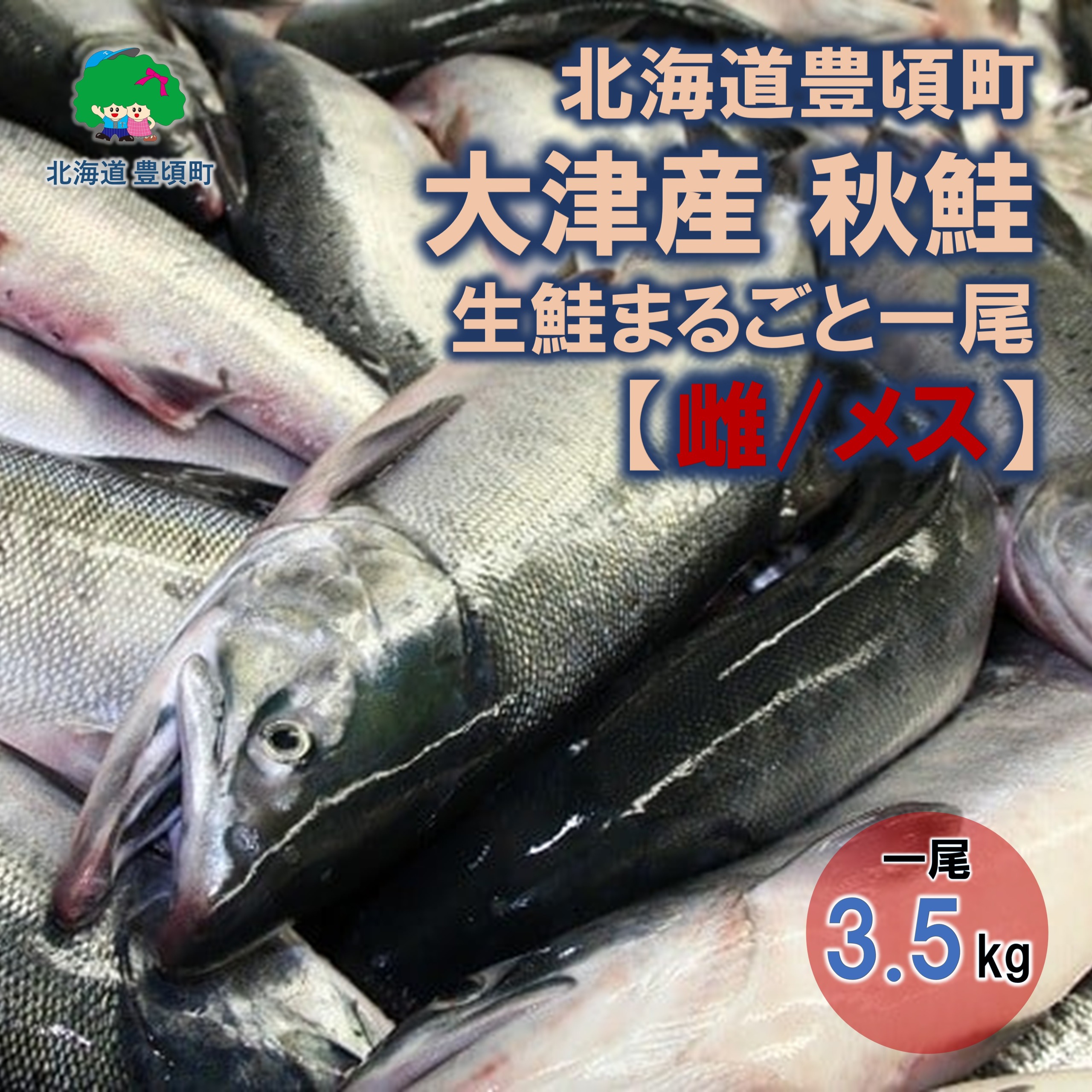 【期間限定！再掲商品】北海道豊頃町大津産 秋鮭 生鮭まるごと一尾【雌/メス】（約3.5kg）