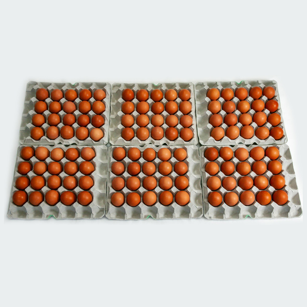 【定期便】6ヵ月連続お届け　美ら卵養鶏場の卵　各月120個_イメージ3